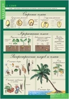 Комплект плакатов Биология 6кл. Растения. Грибы. Лишайники
