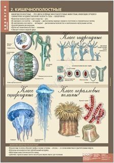 Комплект плакатов Биология 7кл. Животные