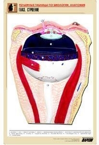 Комплект рельефных таблиц к разделу Человек и его здоровье