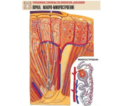 Рельефная таблица Почка. Макро-микростроение