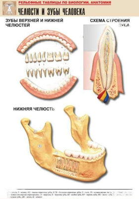 Рельефная таблица Челюсти и зубы человека