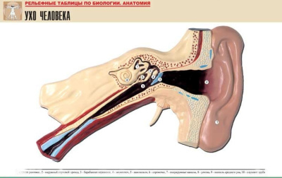 Рельефная таблица Ухо человека