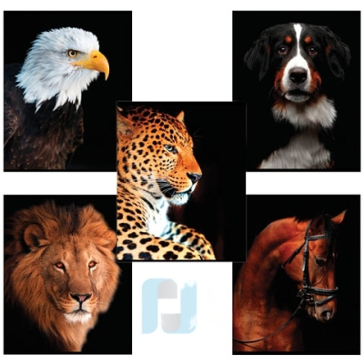 Тетрадь А5, 48 л., BRAUBERG, клетка, обложка картон, ЖИВОТНЫЕ, 403034