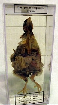 Влажный препарат "Внутреннее строение птицы"