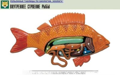 Рельефная таблица Внутреннее строение рыбы