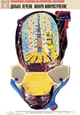 Рельефная таблица Долька печени. Макро-микростроение