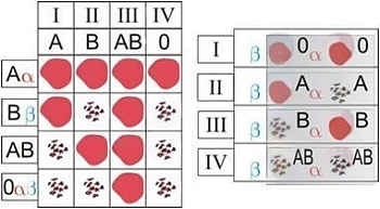 Модель-аппликация Переливание крови. Определение группы крови