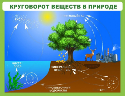 Стенд Круговорот веществ в природе, 1300х1000 мм