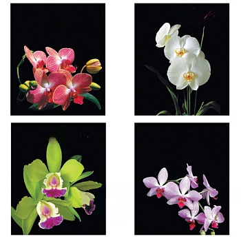 Тетрадь А5, 48 л., BRAUBERG, клетка, обложка картон, ОРХИДЕИ, 401287