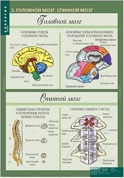 Комплект плакатов Биология 8-9кл. Человек