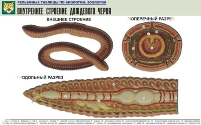 Рельефная таблица Внутреннее строение дождевого червя