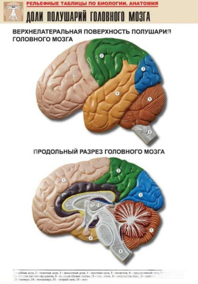 Рельефная таблица Доли полушарий головного мозга