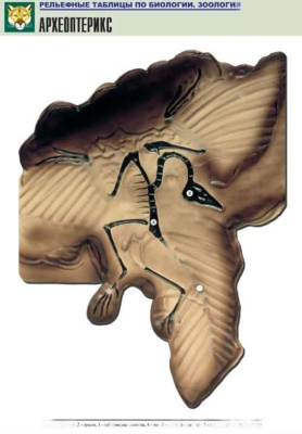 Рельефная таблица Археоптерикс