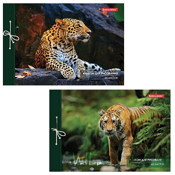 Альбом для рисования А4 40 л., на завязках, обложка картон, BRAUBERG, 200х285 мм, "Дикие кошки" (2 вида), 105615