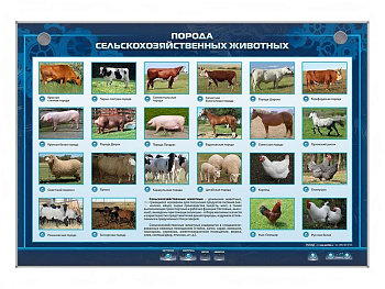 Электрифицированный стенд Порода сельскохозяйственных животных