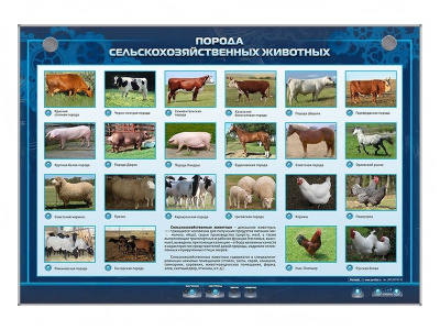 Электрифицированный стенд Порода сельскохозяйственных животных