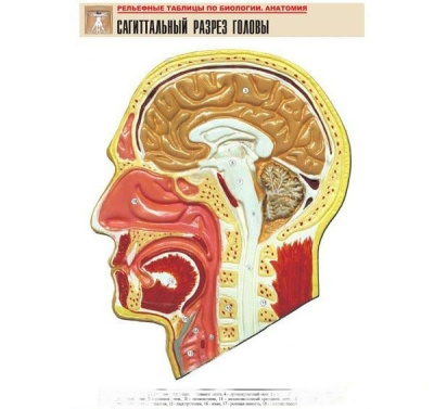 Рельефная таблица Сагиттальный разрез головы