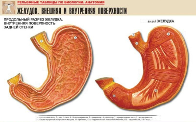 Рельефная таблица Желудок. Внешняя и внутренняя поверхности