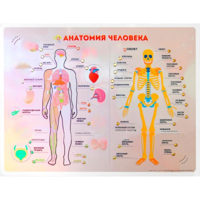Стенд тактильно-звуковой Анатомия человека (с индукционной петлей)