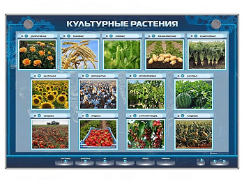 Электрифицированный стенд Культурные растения