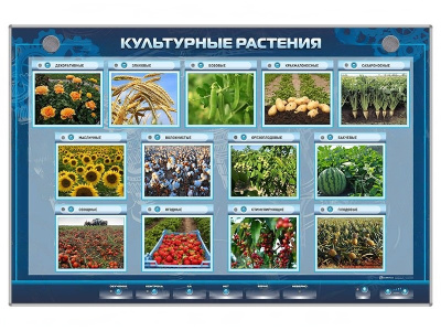 Электрифицированный стенд Культурные растения