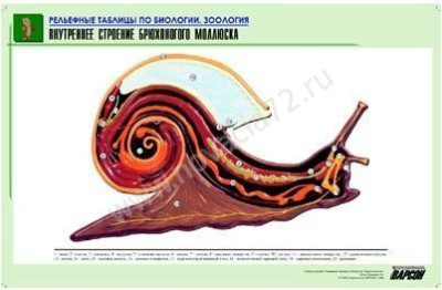 Комплект рельефных таблиц к разделу Животные