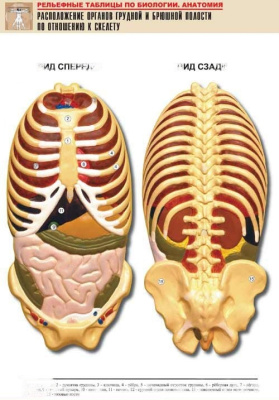 Рельефная таблица Расположение органов грудной и брюшной полостей по отношению к скелету