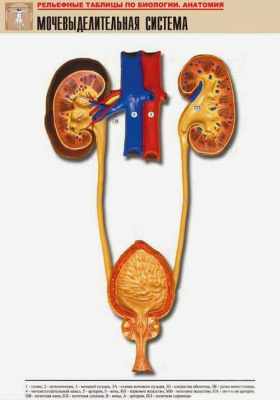 Рельефная таблица Мочевыделительная система