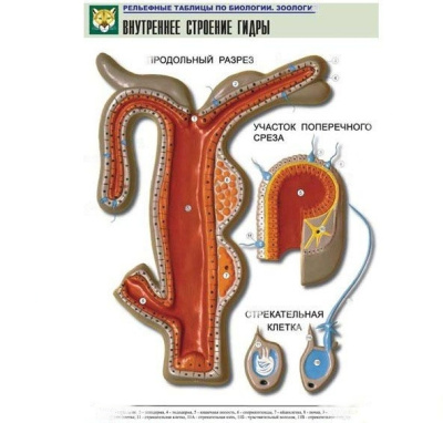 Рельефная таблица Внутреннее строение гидры