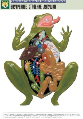 Рельефная таблица Внутреннее строение лягушки