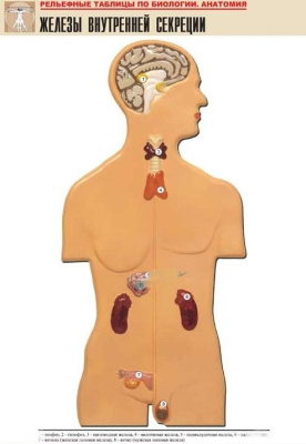 Рельефная таблица Железы внутренней секреции