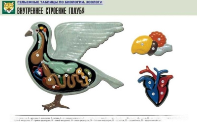 Рельефная таблица Внутреннее строение голубя