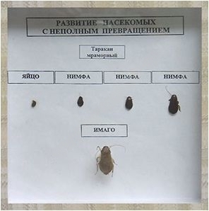Коллекция энтомологическая "Развитие насекомых с неполным превращением"
