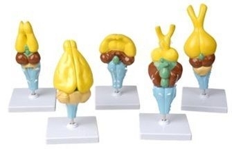 Комплект моделей строения мозга позвоночных