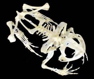 Скелет лягушки