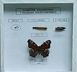 Коллекция энтомологическая "Развитие насекомых с полным превращением"