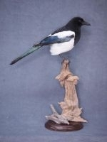 Таксидермическое чучело птицы Сорока