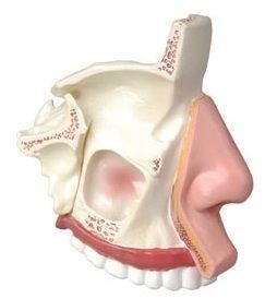 Модель Носоглотка человека