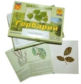 Гербарий с иллюстрациями "Дикорастущие растения"