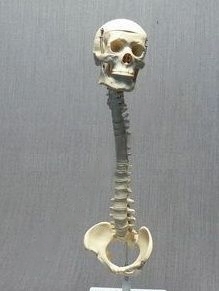 Модель Позвоночник с черепом и тазом