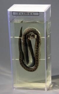 Влажный препарат "Гадюка"