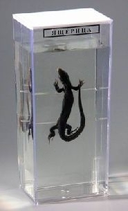 Влажный препарат "Ящерица"