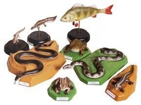 Комплект моделей "Позвоночные животные"