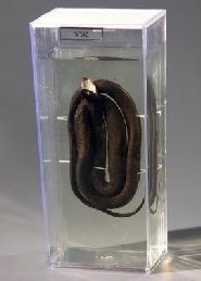 Влажный препарат "Уж"