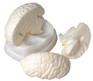 Модель Мозг человека