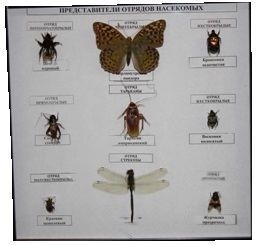 Коллекция энтомологическая "Представители отряда насекомых"