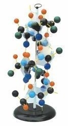 Модель Структура белка