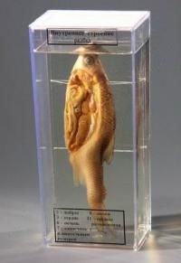 Влажный препарат "Внутреннее строение рыбы"