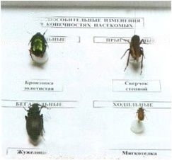 Коллекция энтомологическая "Приспособительные изменения в конечностях насекомых"