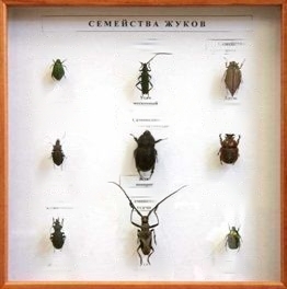 Коллекция энтомологическая "Семейство жуков"